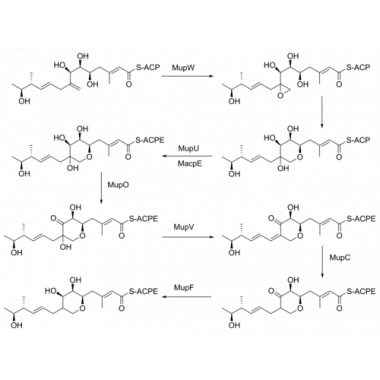 Mupirocin