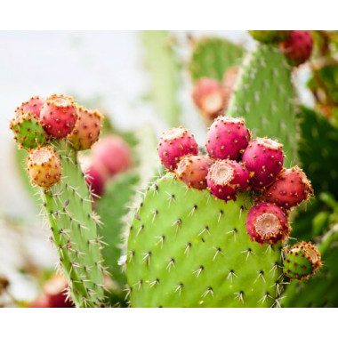 Prickly fig seed oil in bulk