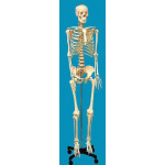 Human Skeleton