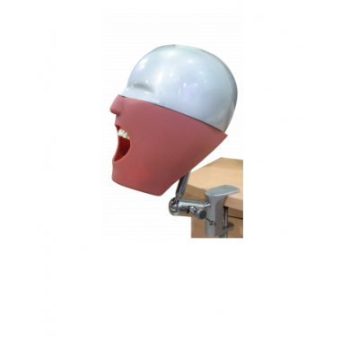 ADC Manikin Dental Phantom Head